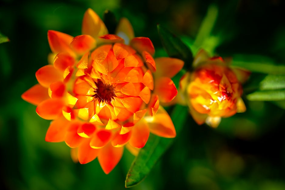 Vibrant strawflower symbolizing natural growth