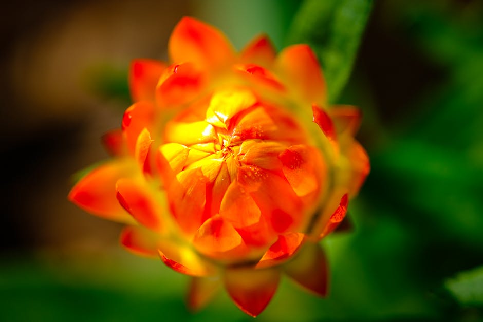 Orange flower bud representing new health beginnings